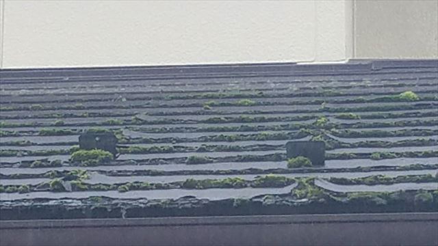 カビ、苔の生えた屋根